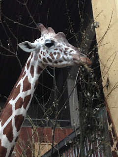 Giraffe im Kölner Zoo