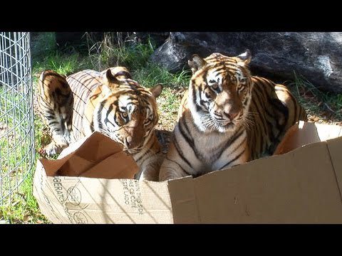 Katzen und Kartons