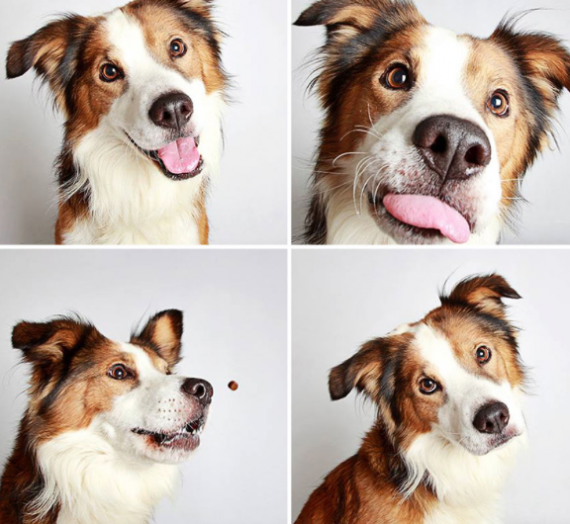 Photobooth For Dogs