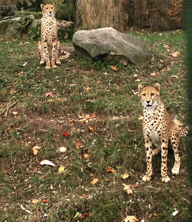 Zwei Geparden im Kölner Zoo