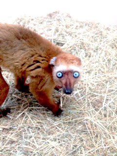 Brauner Lemur mit großen blauen Augen aus dem Kölner Zoo