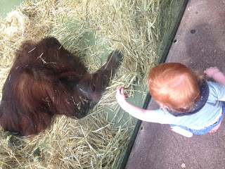 Das Kind trifft Tilda, die alte Orang Utan Dame aus dem Kölner Zoo