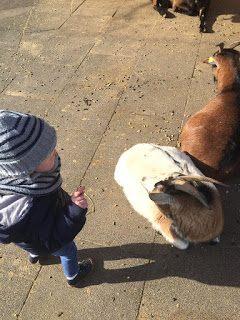 Das Kind füttert die zwei Ziegen im Wildpark Bad Marienberg
