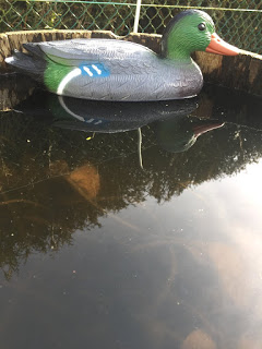 Wir lassen die Plastikente auf einem Teich frei