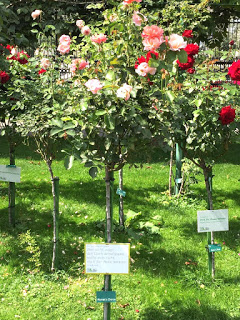 Wien: Wunderschöner Rosenstock im Rosengarten