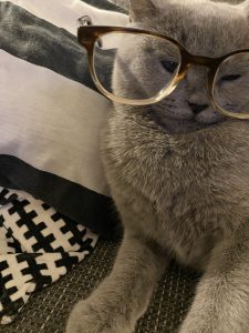 Katze mit Brille