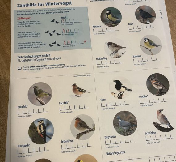 12 von 12 im Januar 2026 (The Glatteis takes it all)